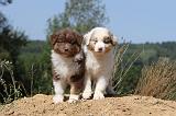 BERGER AUSTRALIEN PUPPIES 070